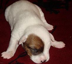 Puppy 3 Female