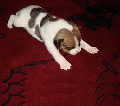 Puppy 4 Male