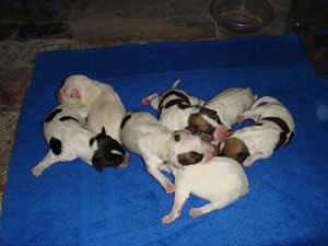 8 Puppies born April 21, 2007