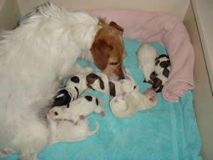 Tess with 8 new puppies April 21, 2007