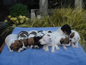 Puppies at 3 Weeks May 14, 2007