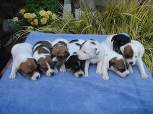 Tess Puppies May 14, 2007