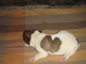 Puppy 1 Female Born July 31, 2009
