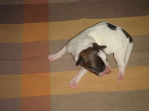Puppy 2 Female Born July 31, 2009