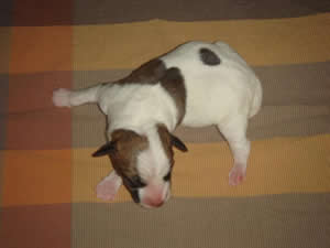 Puppy 3 Male Born July 31, 2009
