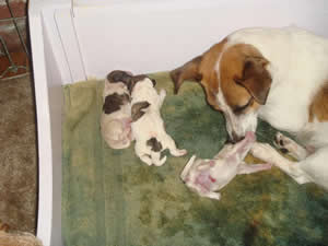 Elsie and puppies July 31, 2009