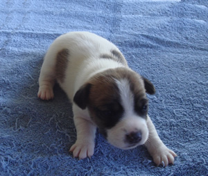 Puppy 1 Female