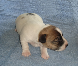 Puppy 2 Female