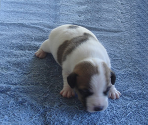 Puppy 3 Male