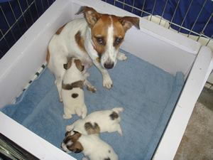 Elsie and Puppies