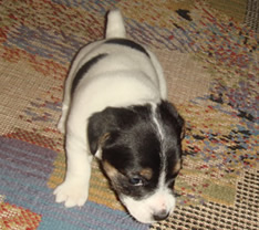 Female Puppy