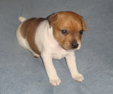 Female Puppy