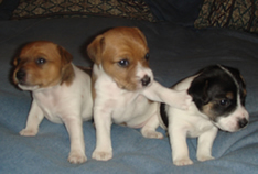 3 Female Puppies