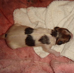 Puppy 4 Male