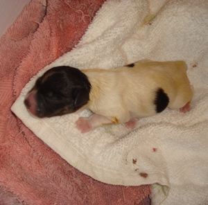 Puppy 5 Male