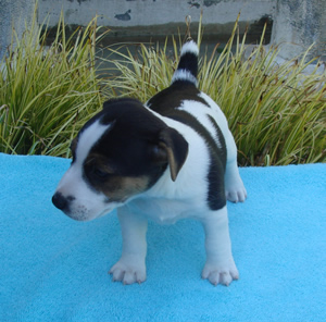 Puppy 1 Male