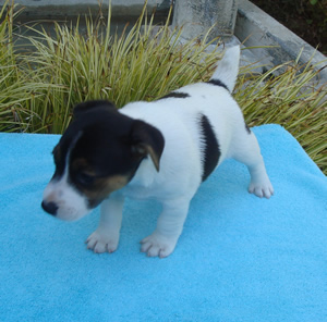 Puppy 2 Male