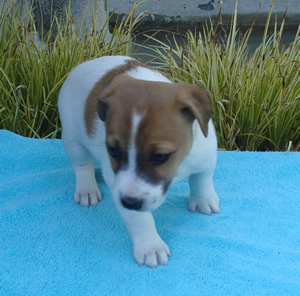 Puppy 4 Male