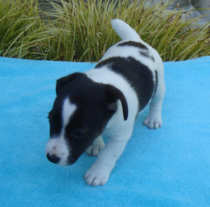 Puppy 6 Male