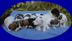 05/14/2007 Puppies