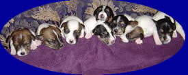 2005 Spring Litter