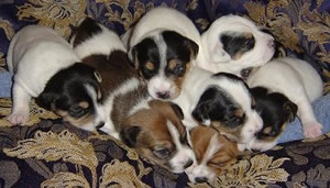 8 puppies born September 15, 2005