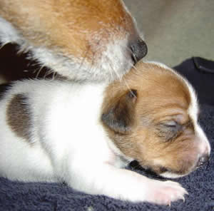 Tess with Puppy