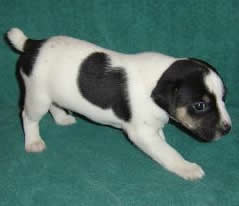 Puppy 1 Male