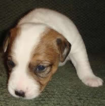 Puppy 4 Female