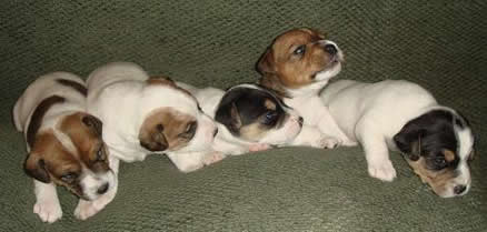 Five puppies born October 23, 2007