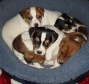Puppies on 11/25/2007