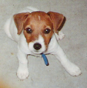 Contessa's Puppy Picture