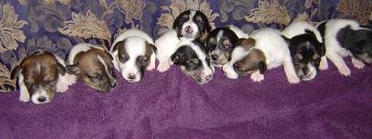 9 Puppies born on March 5, 2005