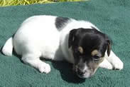 Puppy #3 Male