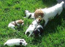 Mother (Tess)with puppies