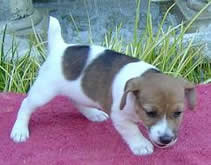 Puppy #1 Female 