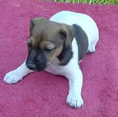 Puppy #4 Female