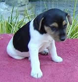 Puppy #6 Male