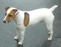 Ratter Now